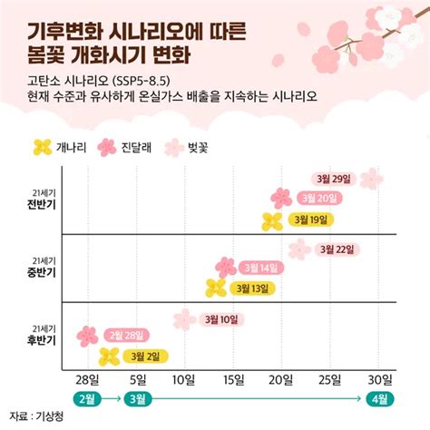 한국 벚꽃 개화시기 제주도 서울 2024 벚꽃 만개시기