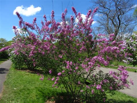 Lilac Tree: Care And Growing Guide (With Pictures), 52% OFF