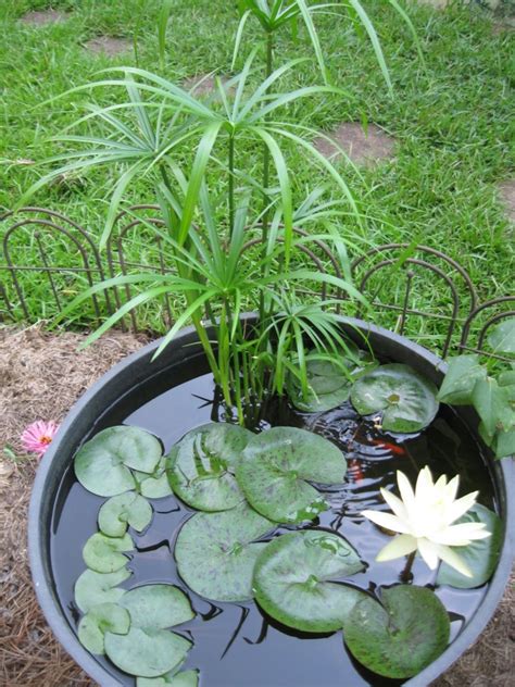 Jardin Aquatique En Pot Une Petite Oasis Mettre Au Balcon