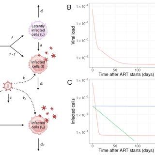 Schematic Of A Viral Dynamics Model Involving Multiple Populations Of