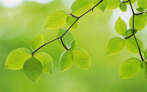 100 Fondos De Hojas ¡hermosos Fondos Fondos De Pantalla