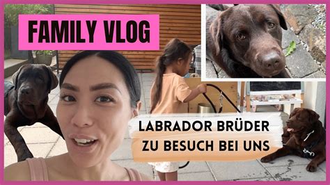 Labrador Cookie Und Sein Bruder Besuchen Uns I Leonie Ist So Verliebt