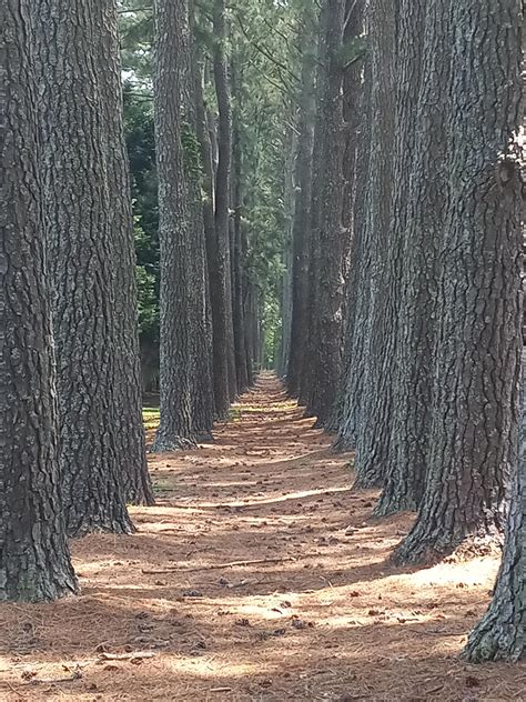 Planted Stand of Pine Trees, Virginia Beach. 05.19.2022 : r/LiminalSpace