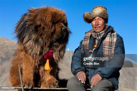 Chinese Mountain Dog