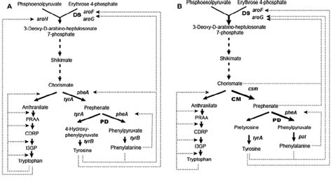 L Phenylalanine L Phe Biosynthesis Pathway In Escherichia Coli A