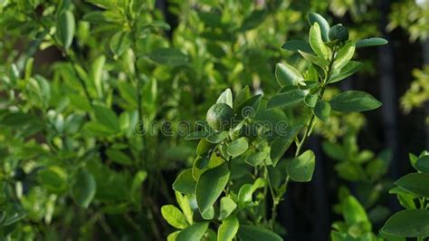 Kasturi Orange Tree Bears Fruit Stock Photo - Image of citrus, branch ...