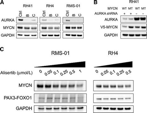 Aurora A Kinase Inhibition Destabilizes Pax3 Foxo1 And Mycn And