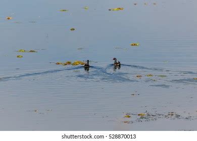 Tealwaterfowl On Lake Thailandmigratory Birds Thailand Stock Photo