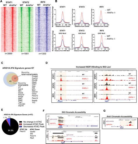 Arid A Suppresses R Loop Mediated Sting Type I Interferon Pathway