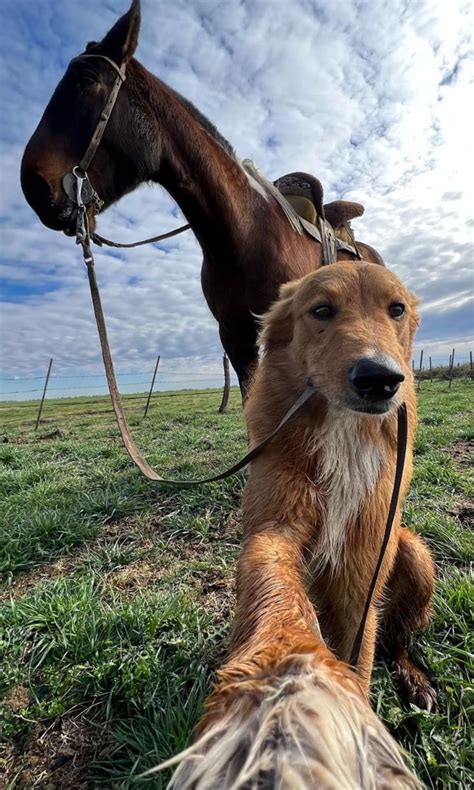 Pet of the week: This farm dog learned how to take selfies and has not ...