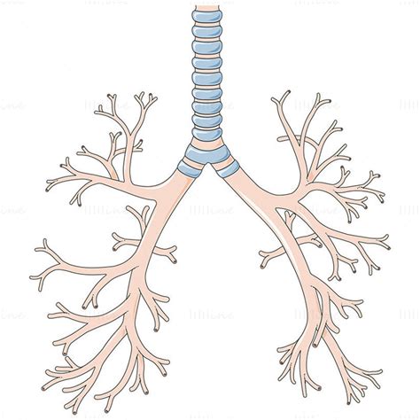 Vector De Tr Quea Y Bronquios