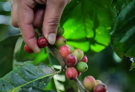 Producción Y Exportación De Café Cayó En Colombia Los Primeros Meses Del Año La Jornada