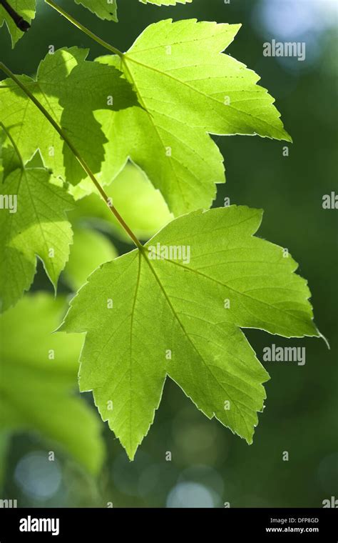 Sycamore Maple Acer Pseudoplatanus Stock Photo Alamy