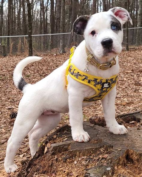 Pitbull And English Bulldog Mix Puppies