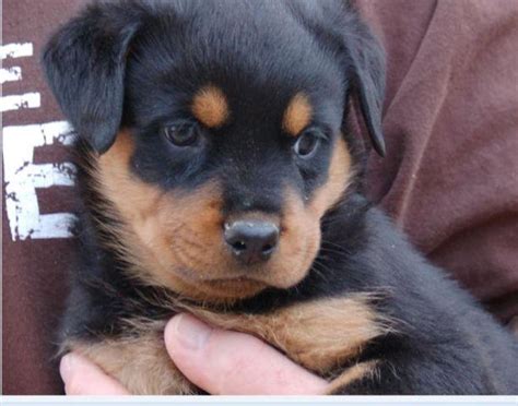 Cute and Adorable Rottweiler Puppies For Adoption. for Sale in Phoenix ...