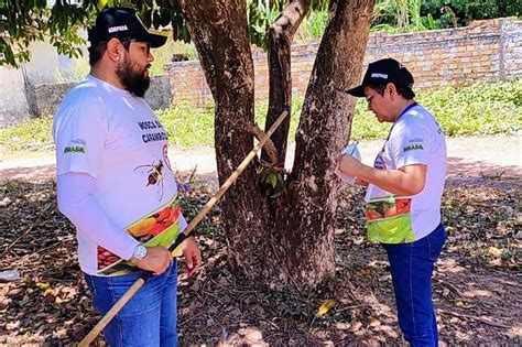 Adepar Comemora Efic Cia Das A Es De Conten O Da Mosca Da Carambola