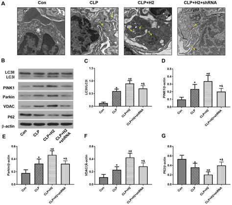 Hydrogen Increases The Autophagosome Number And Mitophagy Related Download Scientific Diagram