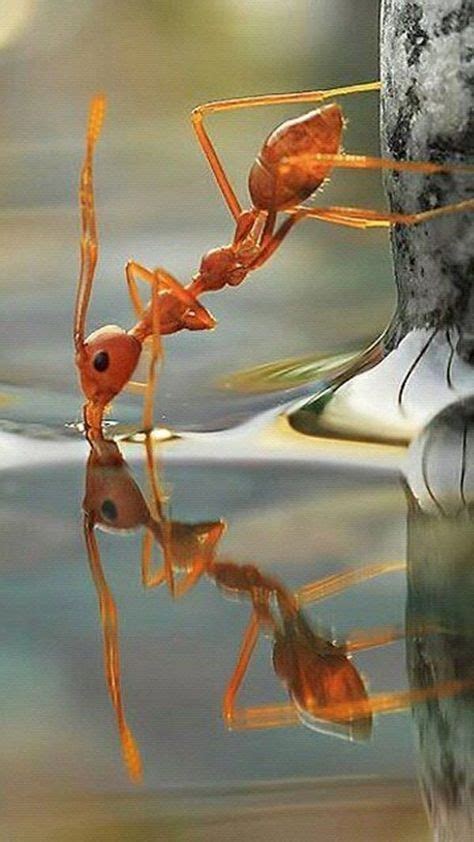 Ant Drinking Water Nature Animals Animals Beautiful Macro Photography