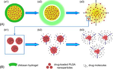 6 Schematic Illustration Of Sequential Drug Release Cur And Catechin