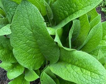 Russian Comfrey Live Root Cuttings Bocking 14 Etsy