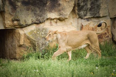 Lion in Zoo Habitat in the Czech Republic. Stock Photo - Image of ...