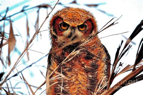 Great Horned Owl Of North America Photograph By Sherri Hubby Pixels