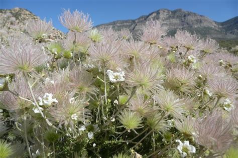 Native Plants for an Arizona Southwest Landscape - Watters Garden Center