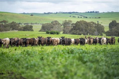 Herefords Y Angus Ganado Pastando En Pastos Vacas En Un Campo En La