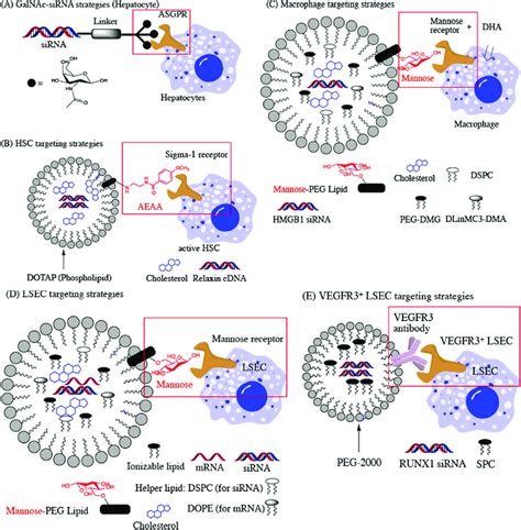 Specific Strategies For Drug Delivery To Different Cell Types In Liver