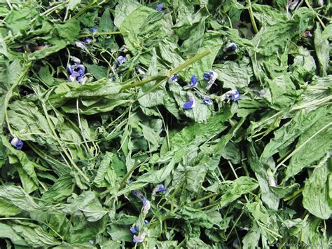 Горлянка растение - 75 фото