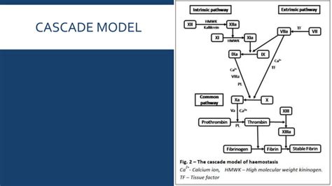 Cell Based Model Of Coagulation Ppt