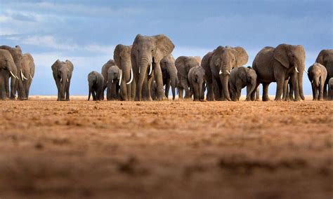 The Great African Elephant Wildlife Conservation - Animal Faith