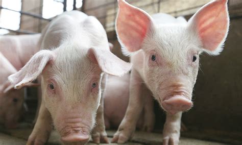 A Healthy Pig Gut Stimulates Healthy Growth Boehringer Ingelheim