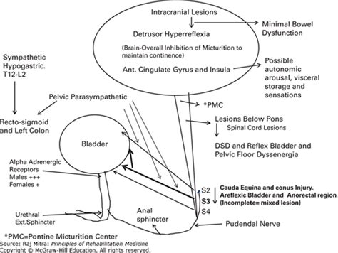 Neurogenic Bladder Dysfunction A Guideline For Management