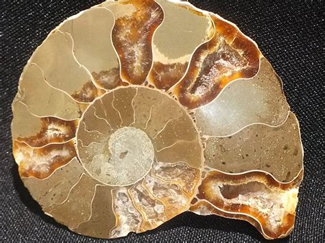 Ammonite Mollusque C Phalopode Fossile Grammes Chf Kaufen