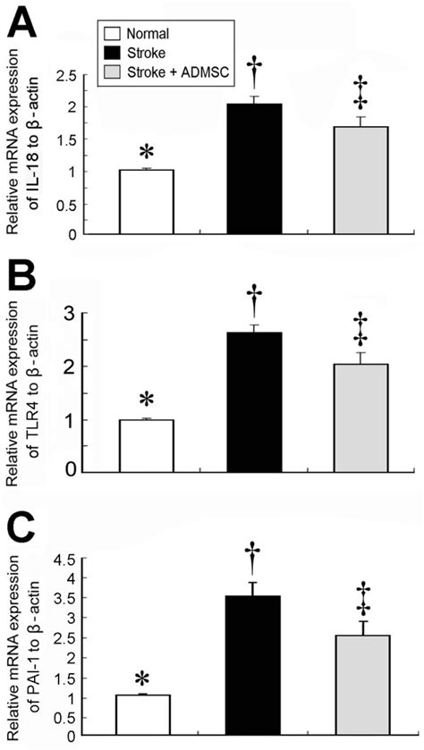 Mrna Expressions Of Inflammatory Mediators In Brain Infarct Area