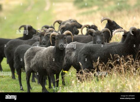 Hebridean Sheep Grazing At Lullington Heath National Nature Reserve East Sussex England Stock