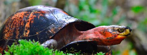 Cuora Galbinifrons Turtle Sanctuary Conservation Center