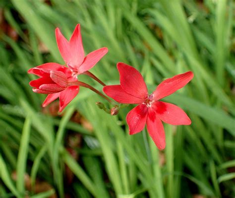 What Is False Freesia: Learn About False Freesia Plants In The Garden