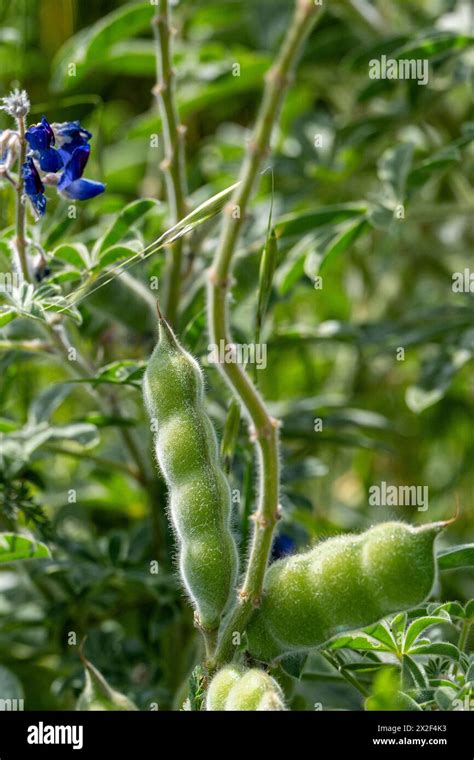 Blue Lupin Lupinus Pilosus Seed Pod Photographed In Israel In March