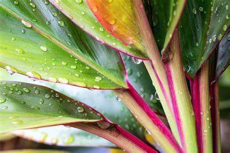 Cordyline Plant Care And Growing Guide Plantly