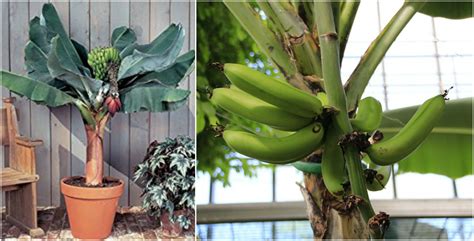 Banana Plant Indoor With A Dwarf Banana Tree - The Plant Guide