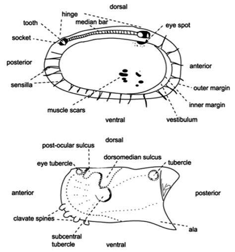 Ostracod Valve Features - Encyclopedia of Arkansas