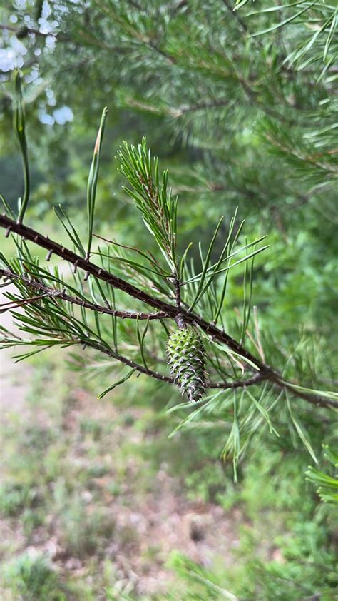 Virginia Pine Pinus Virginiana Wades Blog