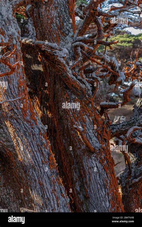 Trentepohlia Aurea Var Polycarpa Banque De Photographies Et Dimages