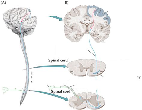 Anterolateral Spinothalamic Tract Diagram Quizlet