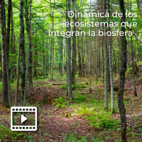 Din Mica De Los Ecosistemas Que Integran La Biosfera Udgvirtual