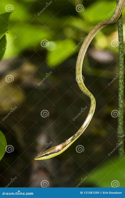 Vine Snake Close Up in Jungle Stock Image - Image of green, thin: 121581209