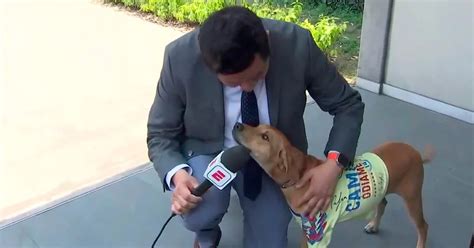 Perrito Con Playera Del Club América Se Roba El Show Durante