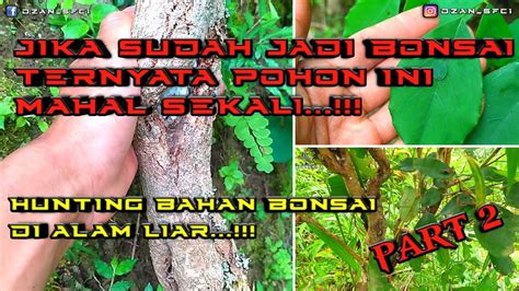 Hunting Bahan Bonsai Di Alam Liar Mengenal Jenis Bahan Bonsai Sono